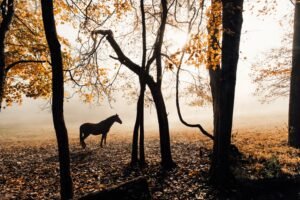 cheval dans les bois en liberté – Institution Equicoaching cheval dans les bois en liberté couleur d'automne